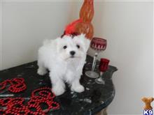 maltese puppy posted by Elegant Babies